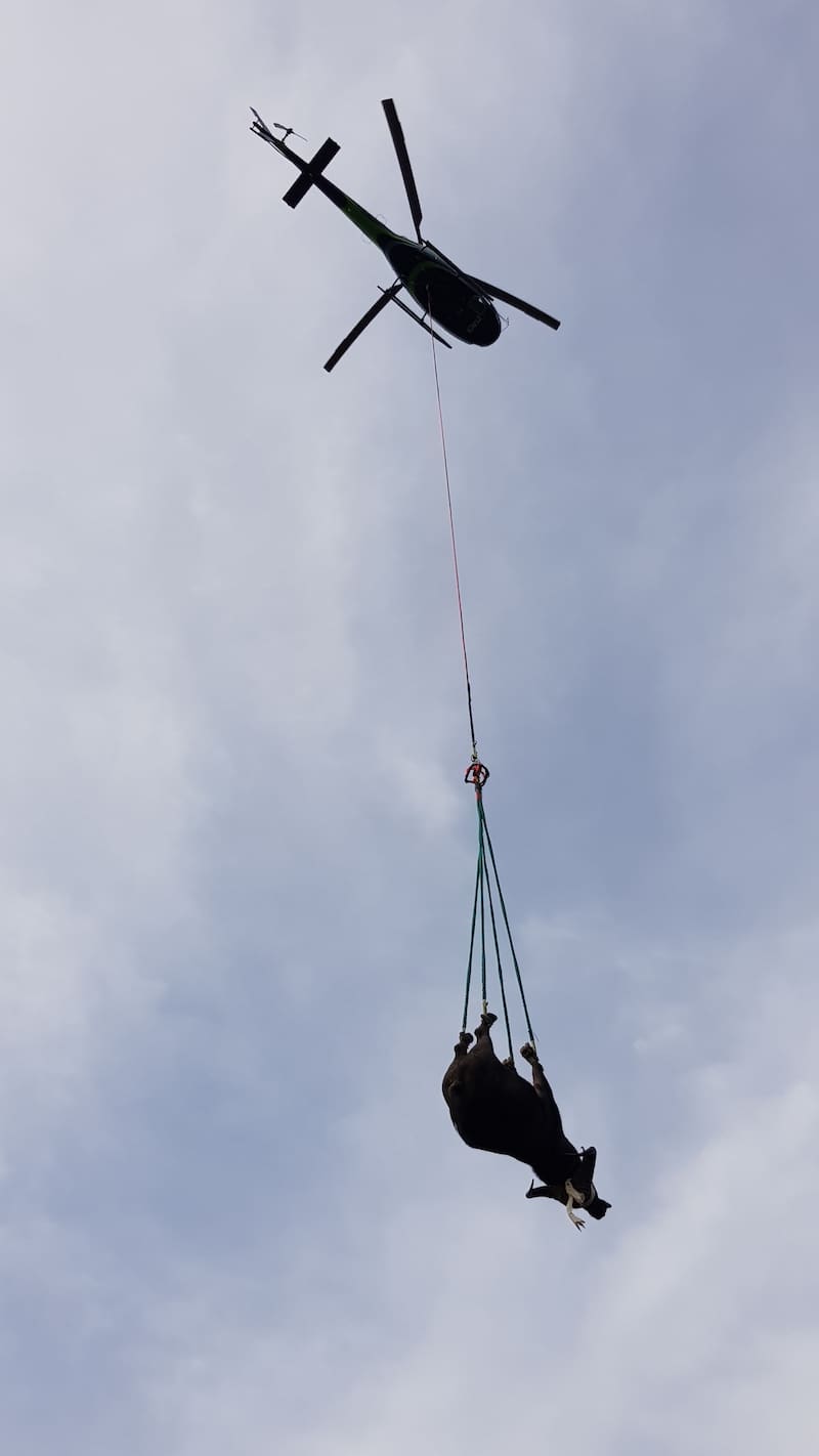 Helicopter transporting livestock — utility operation